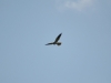 Scratching itself in flight