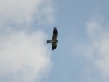 Silhouette of the Montagu’s Harrier