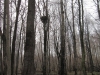 A nest of the Spotted Eagle found in April 