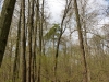 The same nest in April