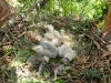 Chicks of the Buzzard