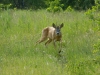 Roe deer