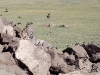 В колонии розовых скворцов