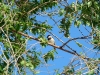 Индийский воробей