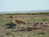 Курганник приземлился