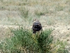 Самец степного луня скоро превратится во взрослого