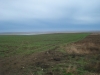 Зелень в декабре смотрится непривычно