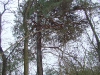 Nesting tree with the protection against martens