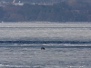 Пара орланов на Каневском водохранилище. Фото В. Грищенко