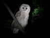 A fledgling of the Tawny Owl, about two months age.