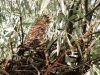 Fledgling of the Common Kestrel