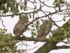 Fledgling of the Little Owl