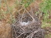 Nest of the Red-footed Falcon on the ground