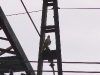 Saker Falcon