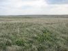Степи на юге Самарской области
