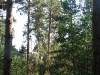 Old nest (vicinity of Lozivok Village in Cherkasy region, June 2007).