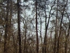 A nest in Mikhailivskyi Forest (Cherkasy region) – in this area the breeding of White-tailed Eagles is known since the 1930s (April 2003)
