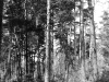An old nest on the pine-tree (Zhukinske Forestry, Kyiv region, May 1997).