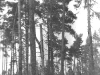 A nest in a forest spot among the clearing (Cherninske Forestry, Kyiv region, May 1997).