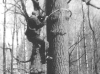 Climbing the tree (M.Gavrilyuk, Kyiv region, April 1995).
