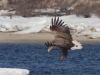 Adult White-tailed Eagle