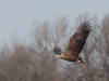 White-tailed Eagle in flight