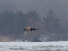 With prey