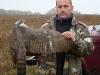 Typical coloration of the Goshawk of the nominative subspecies to which the Polissia population is related