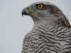 And as always - a keepsake photo before release