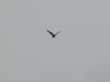 Common Buzzard