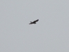 Gliding Rough-legged Buzzard