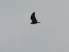Rough-legged Buzzard