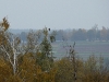 A resting Buzzard