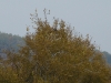 A Buzzard on the perch