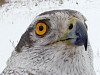 Old female of Goshawk