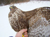 Buzzard female of dark morph