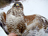 Buzzard male of light morph