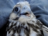 Chick of the Saker