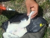 Process of ringing a chick of the Saker