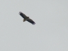 Old Egyptian Vulture