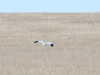 Male of the Hen Harrier
