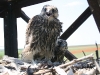 We wonder, what do these ornithologists want from us?
