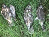 Ringed triplets