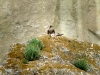 An adult Saker Falcon is having meal