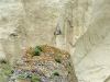 A Peregrine Falcon is flying off