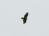 A long-legged Buzzard