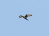 A hunting male of the Red-footed Falcon 