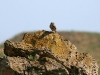 A Little Owl