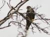 The mobbing of the Hobby female at seeing the observer