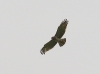A Short-toed Eagle is looking for prey